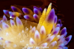 The gas flames of a gas flame nudibranch by Peet J Van Eeden 